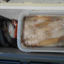 大進丸(愛知) 釣果