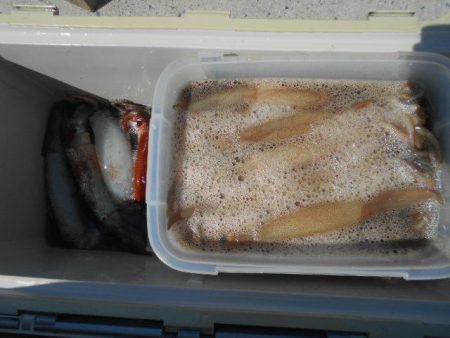 大進丸(愛知) 釣果