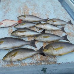 大進丸（愛知） 釣果