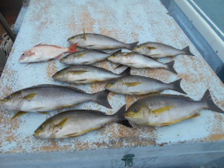 大進丸（愛知） 釣果