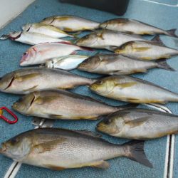 大進丸（愛知） 釣果