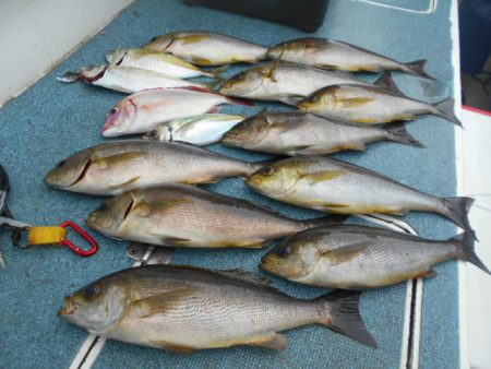 大進丸（愛知） 釣果