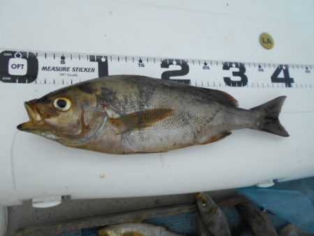 大進丸（愛知） 釣果