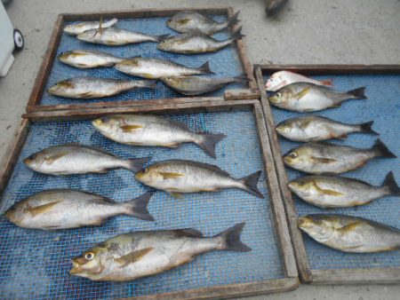 大進丸（愛知） 釣果