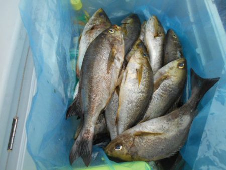 大進丸（愛知） 釣果