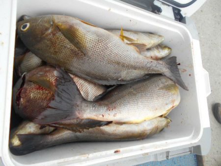 大進丸（愛知） 釣果