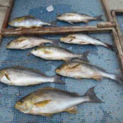 大進丸（愛知） 釣果