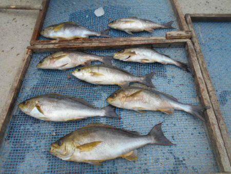 大進丸（愛知） 釣果