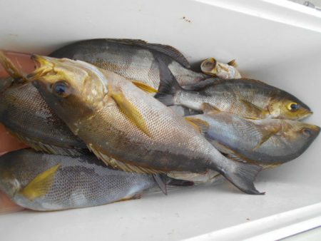 大進丸（愛知） 釣果