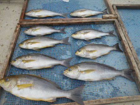 大進丸（愛知） 釣果