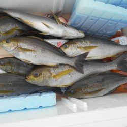 大進丸（愛知） 釣果