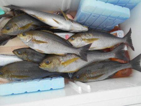 大進丸（愛知） 釣果