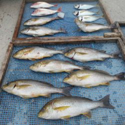 大進丸（愛知） 釣果