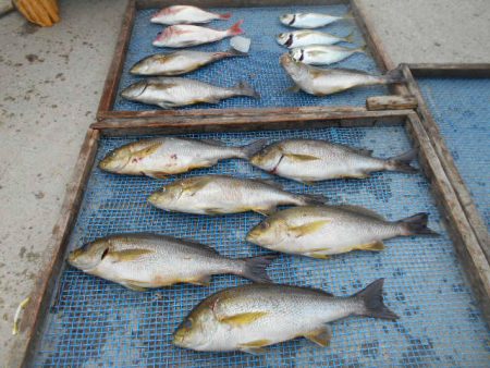 大進丸（愛知） 釣果