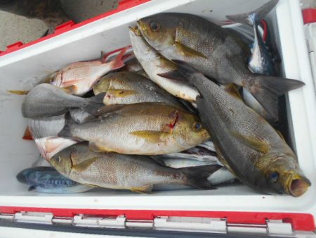 大進丸（愛知） 釣果