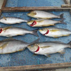 大進丸（愛知） 釣果