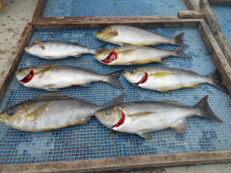 大進丸（愛知） 釣果