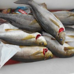 大進丸（愛知） 釣果