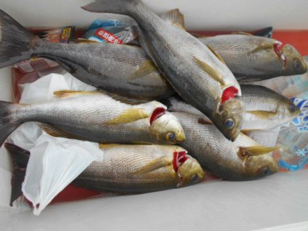 大進丸（愛知） 釣果