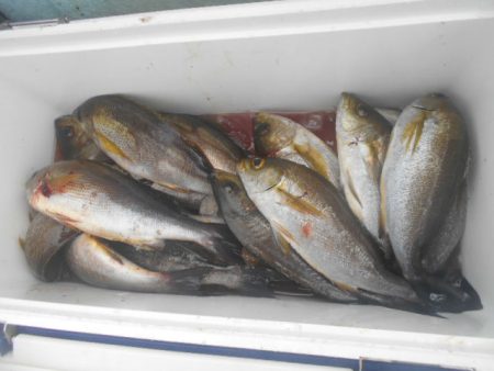 大進丸（愛知） 釣果