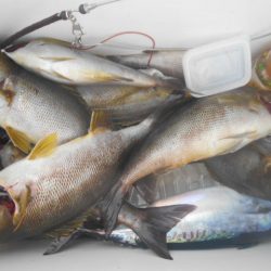 大進丸（愛知） 釣果