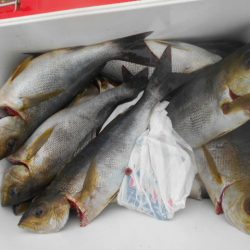 大進丸（愛知） 釣果