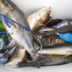 大進丸（愛知） 釣果