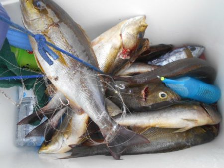 大進丸（愛知） 釣果