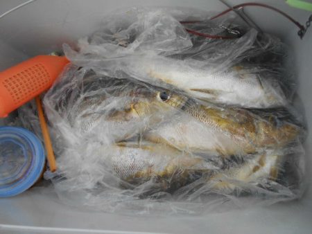 大進丸（愛知） 釣果
