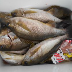 大進丸（愛知） 釣果