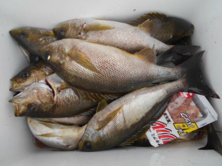 大進丸（愛知） 釣果