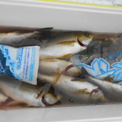 大進丸（愛知） 釣果