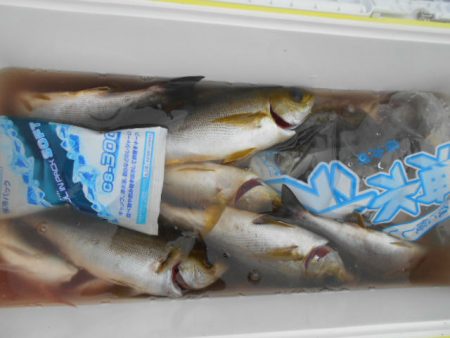 大進丸（愛知） 釣果