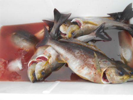 大進丸（愛知） 釣果