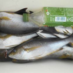 大進丸（愛知） 釣果