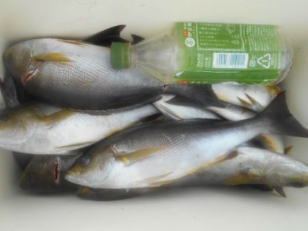 大進丸（愛知） 釣果