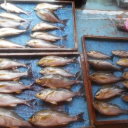 大進丸（愛知） 釣果