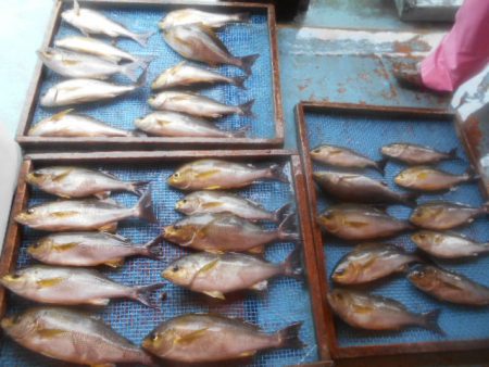 大進丸（愛知） 釣果