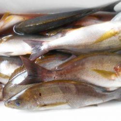 大進丸（愛知） 釣果