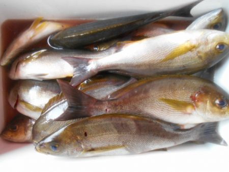 大進丸（愛知） 釣果