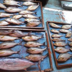 大進丸（愛知） 釣果