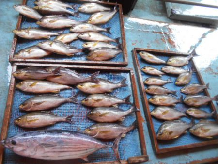 大進丸（愛知） 釣果