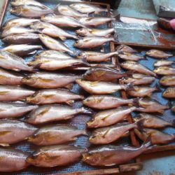 大進丸（愛知） 釣果