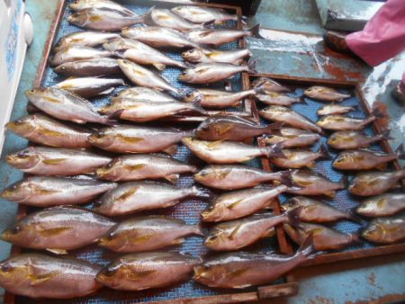 大進丸（愛知） 釣果