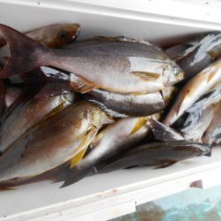 大進丸（愛知） 釣果