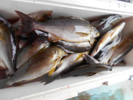 大進丸（愛知） 釣果