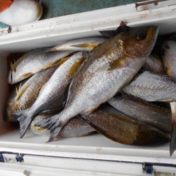 大進丸（愛知） 釣果