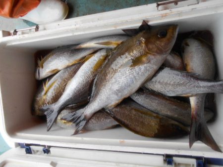 大進丸（愛知） 釣果