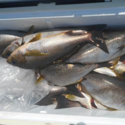 大進丸(愛知) 釣果