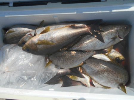 大進丸(愛知) 釣果